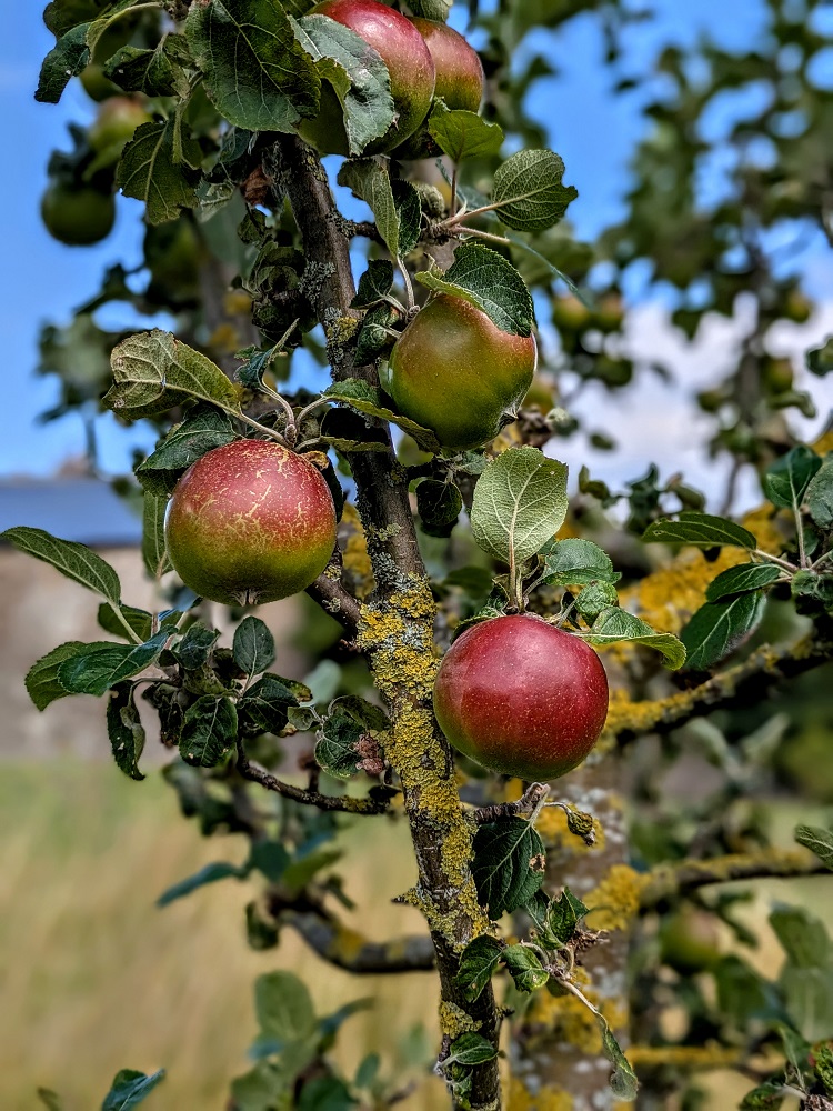 Barnard Castle - Apple tree