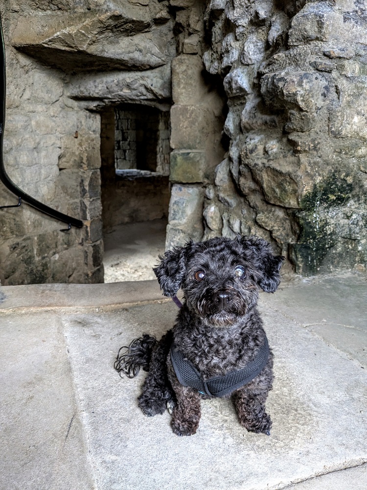 Barnard Castle pet-friendly - Truffles in the stairwell