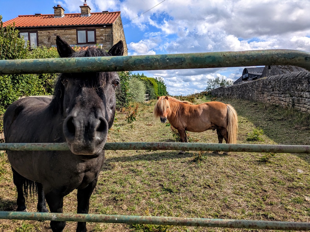 Horse friends opposite us