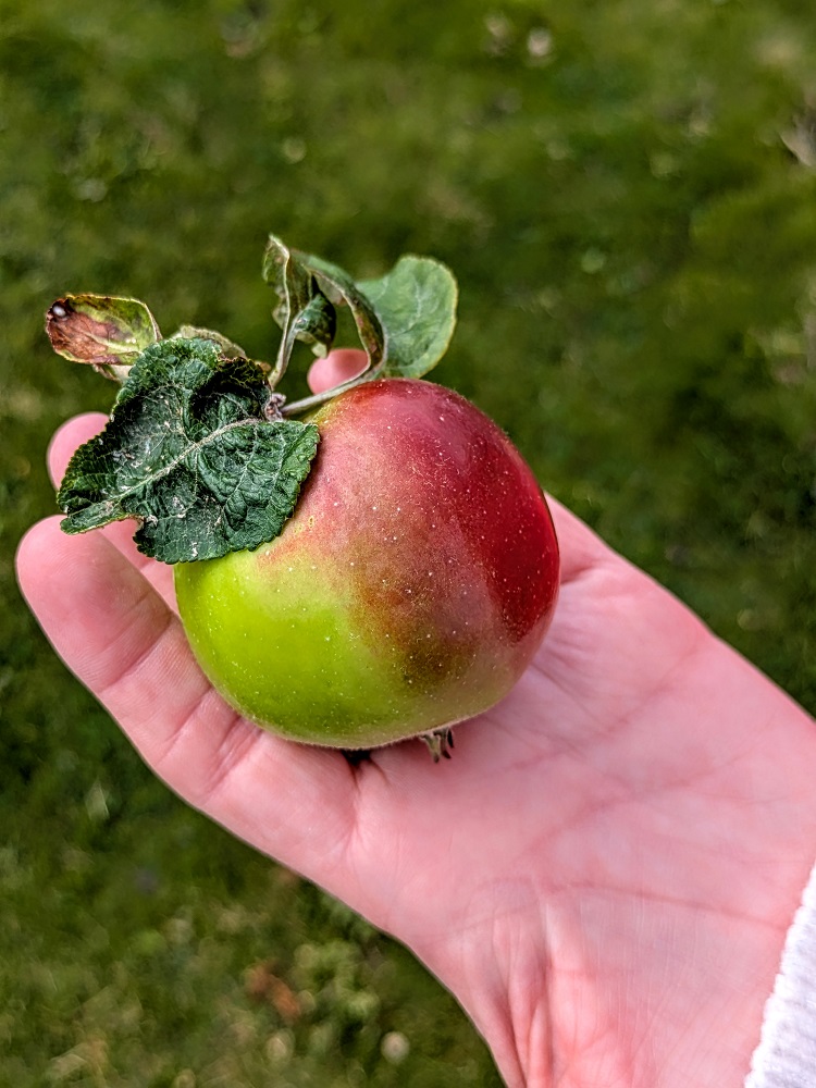 One of the small apples