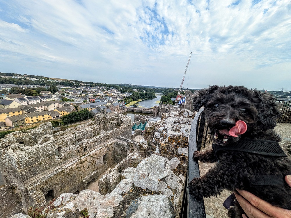 Pembroke Castle - Truffles being the queen of the castle