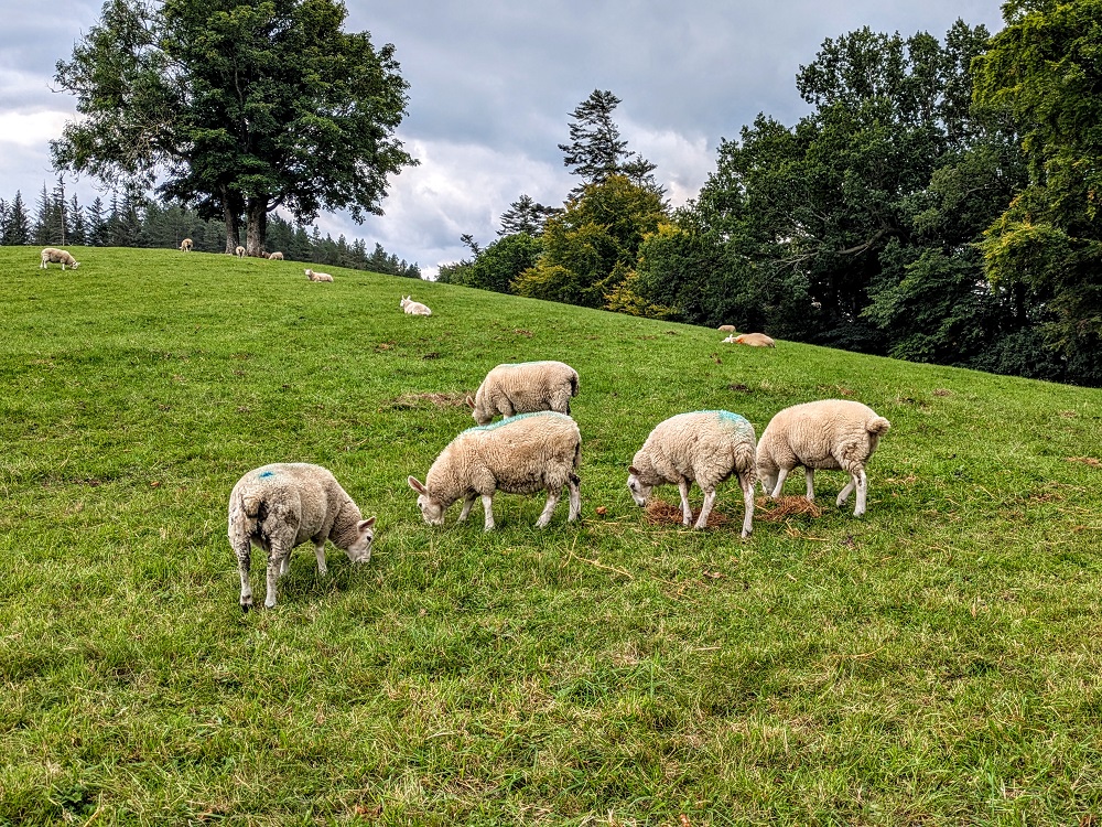 Sheep on the side of the trail