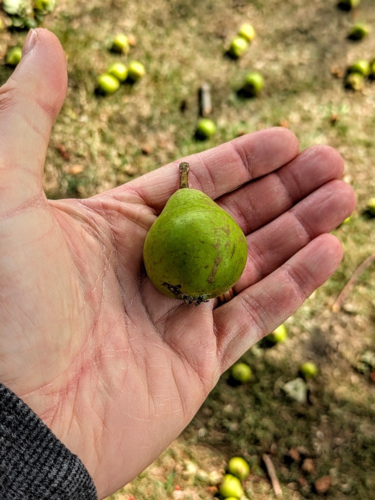 Small pear