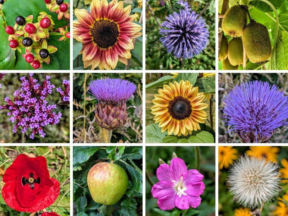 Some of the plants, flowers & fruits we saw at Stackpole Walled Gardens