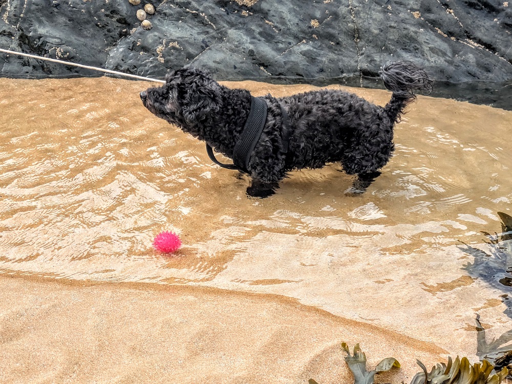 Truffles and her ball on Freshwater West beach