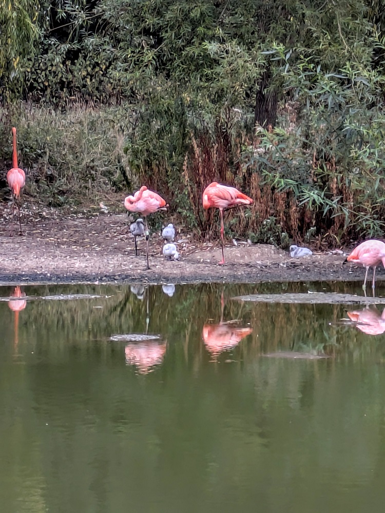 Whipsnade Zoo - Baby flamingos
