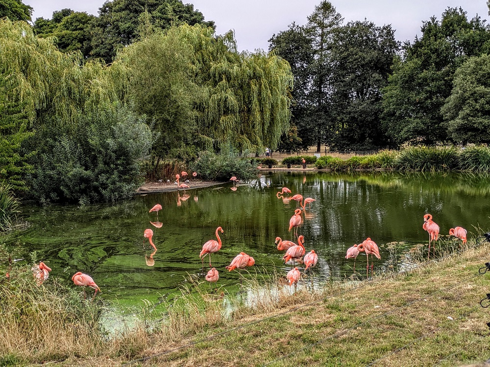 Whipsnade Zoo - Flamingos