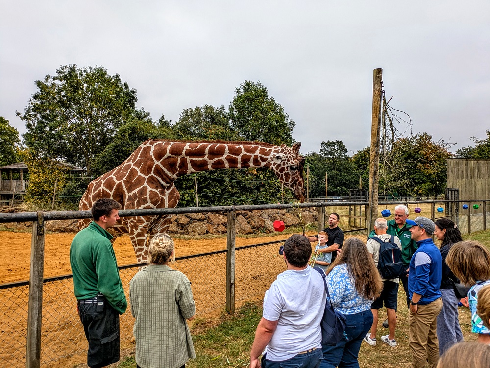 Whipsnade Zoo - Giraffe feeding