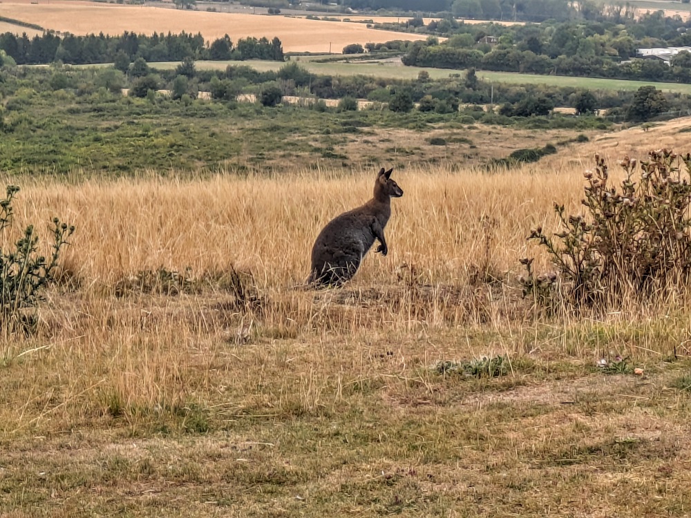 Whipsnade Zoo - Wallaby