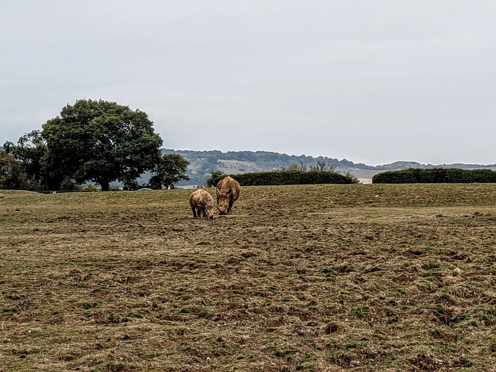Whipsnade Zoo - White rhinos
