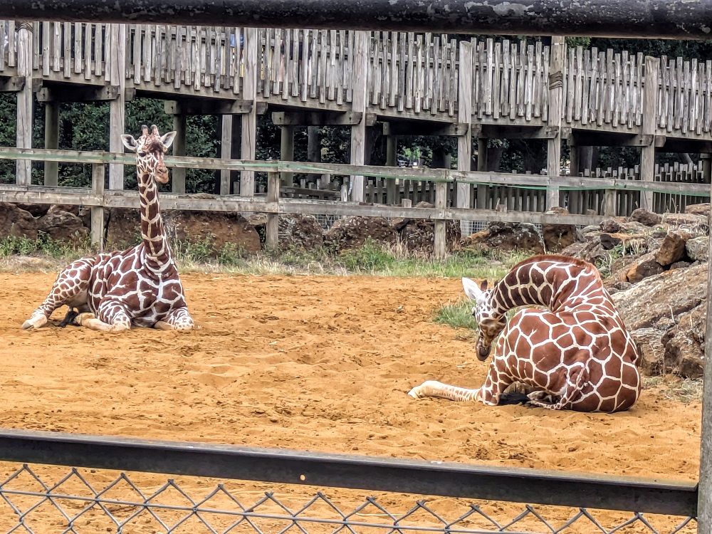 Whipsnade Zoo - Young giraffes trying to snooze