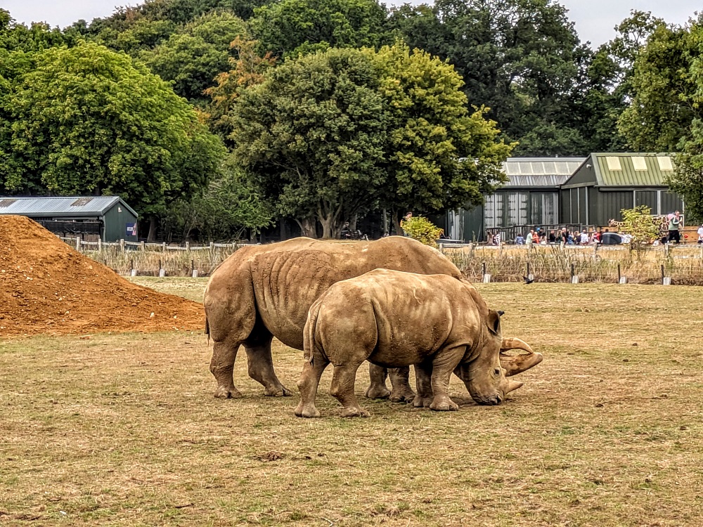 White rhinos at Whipsnade Zoo