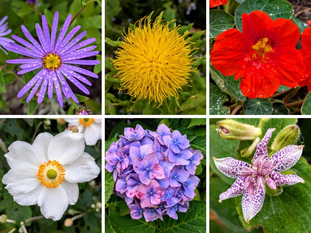 Flowers at Raby Castle