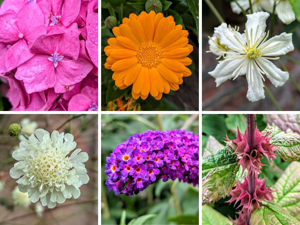 Flowers at Raby Castle