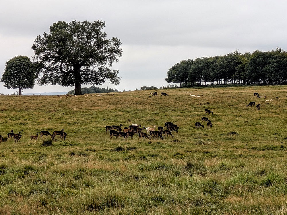 Raby Castle deer