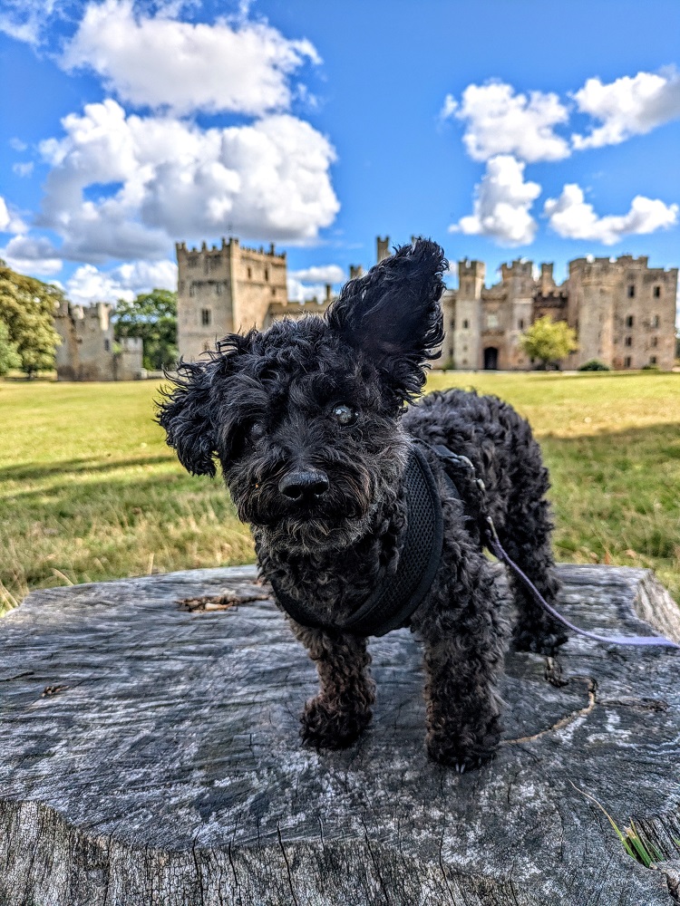 Raise your ear if you love Raby Castle