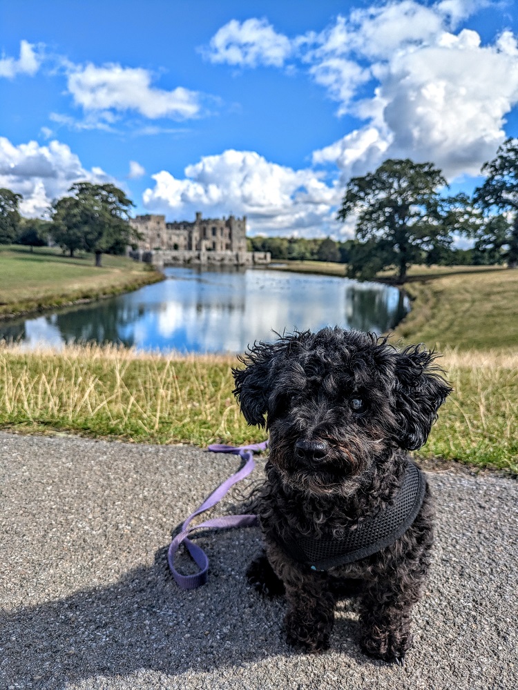 Truffles on the pet-friendly grounds of Raby Castle