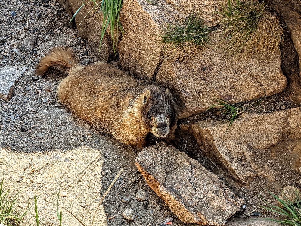 Marmot