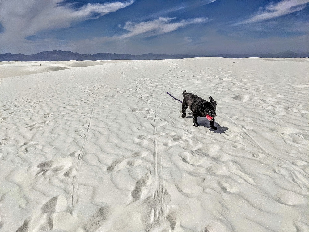 Truffles playing with her ball at White Sands National Park