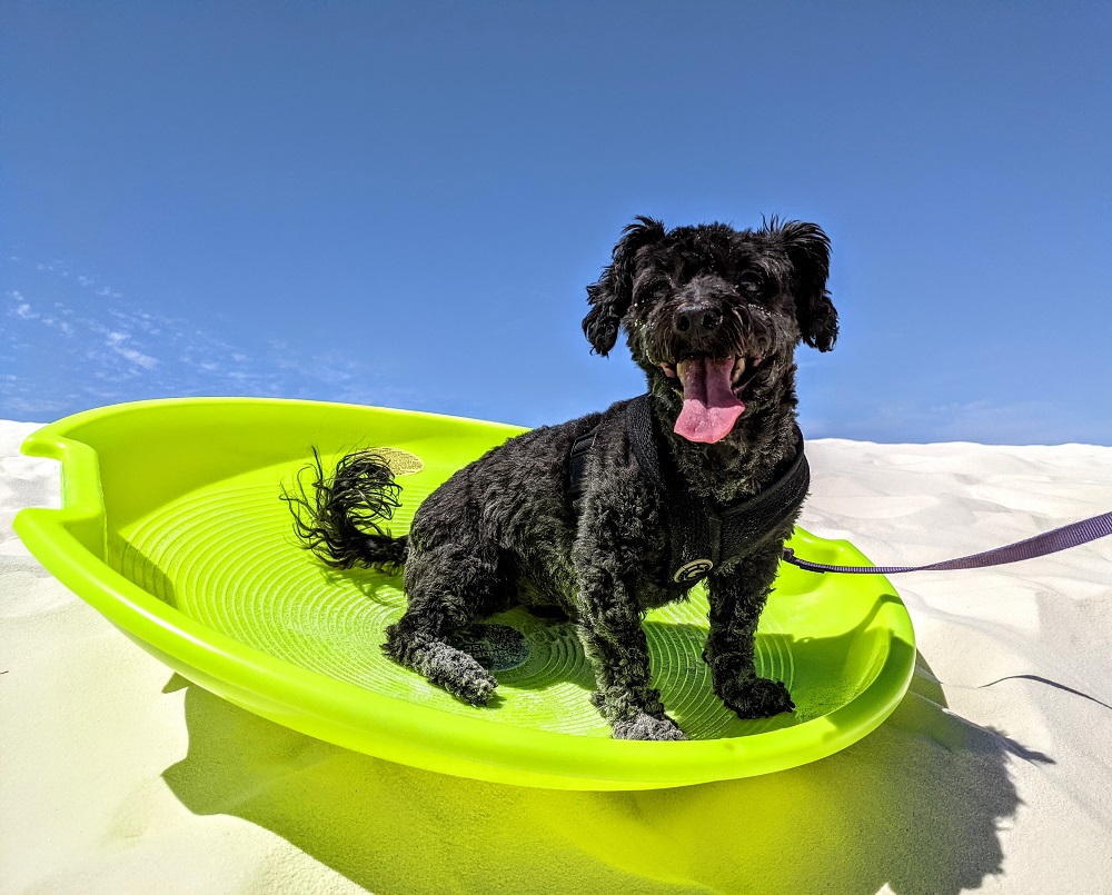 Truffles sledding at White Sands National Park